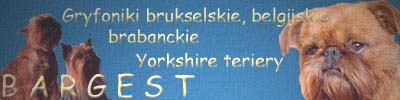 kennel BARGEST, Yorkshire terriery, Bruxellois griffon, Belge griffon, Brabancon.